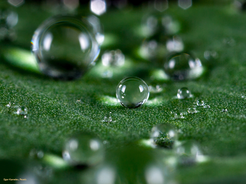Vattenbubblor på grönt blad
